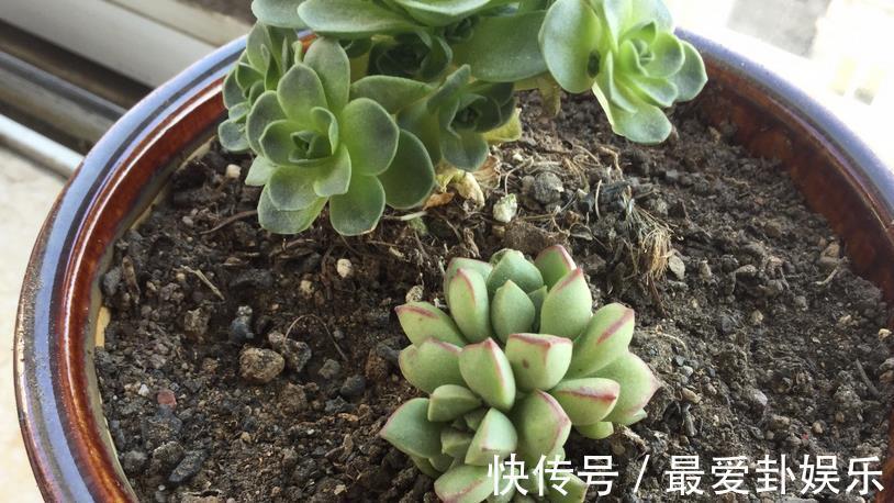症状|多肉烂根会出现什么症状,该如何早点发现处理?
