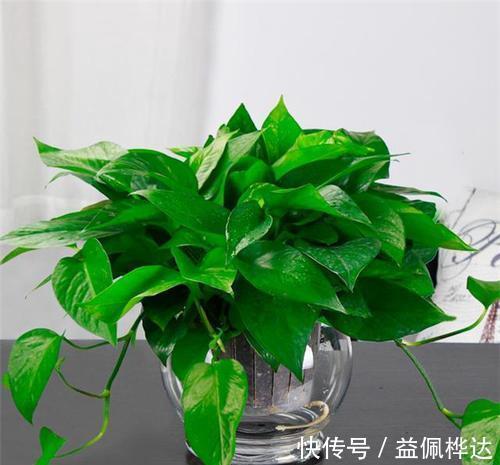 花草|4种花,适合养在卧室,皮实好养又省心,关键还能改善睡眠