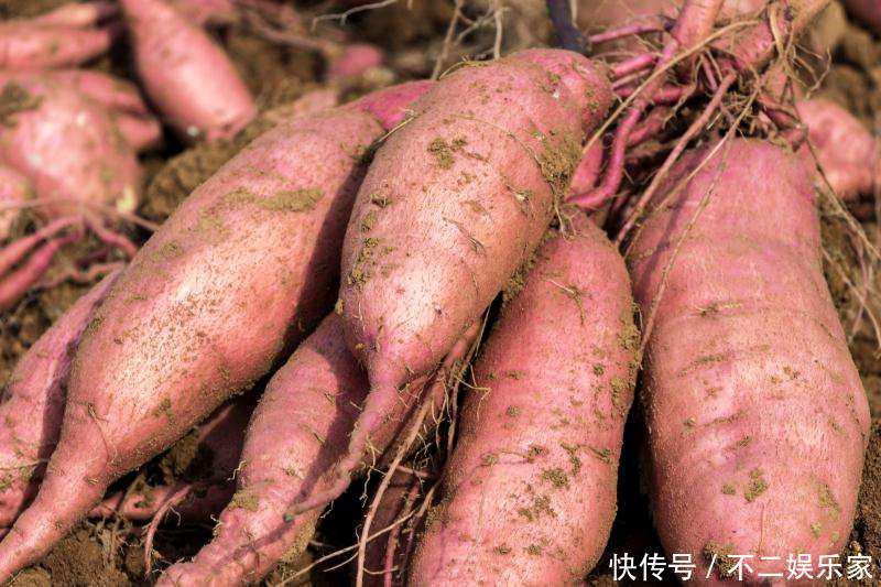 们身体|102岁老人脑部年龄仅40,医生都羡慕,原因太简单吃“它”就对了