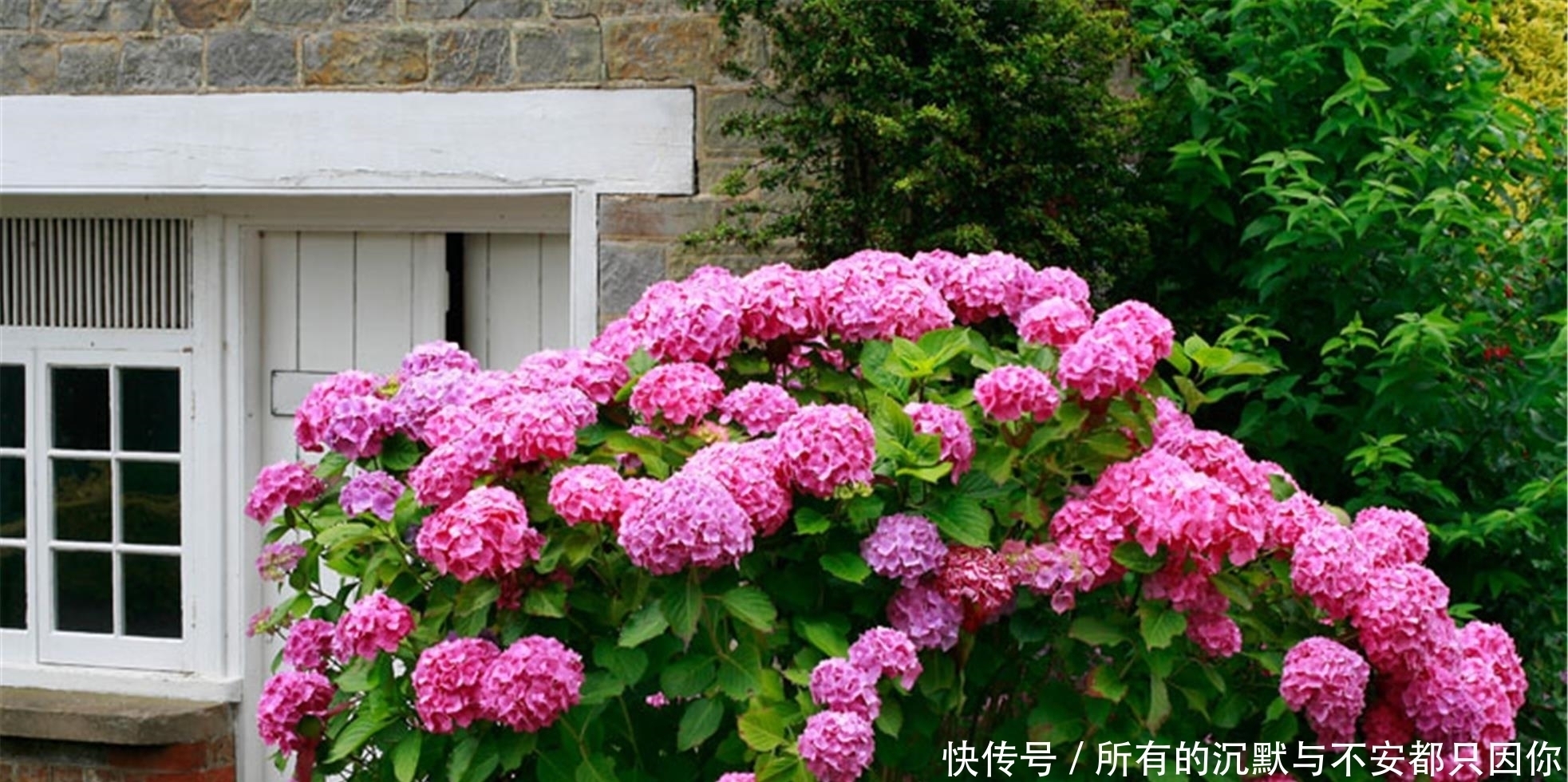 最适合种在家门口的5种花,漂亮,大气,还很好养