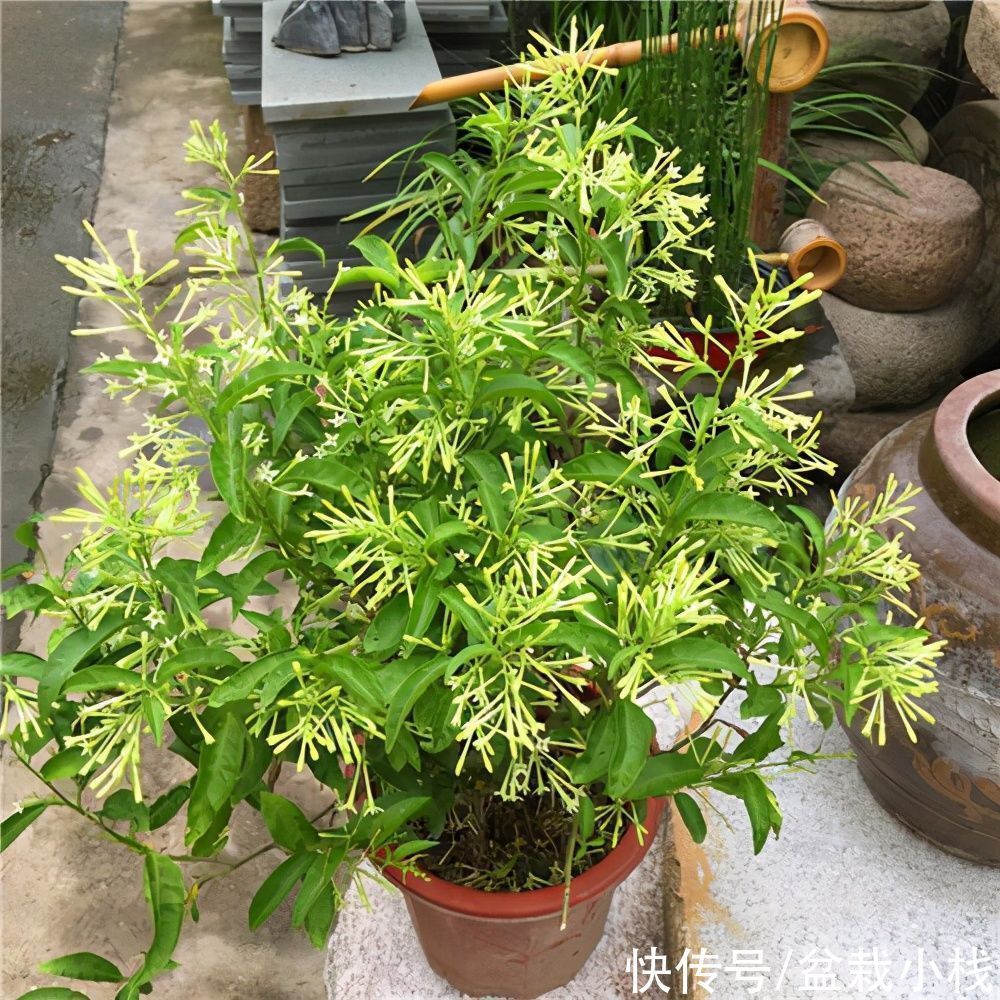 专业养花匠透露:室内养护花草,4种花尽量远离