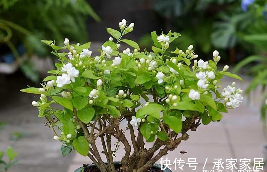 养茉莉,在大水大肥大太阳之前,还有3个先决条件,和1个补充