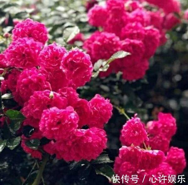 我国“极品”香花,花开200天不落,少抽两包烟,也要种2棵