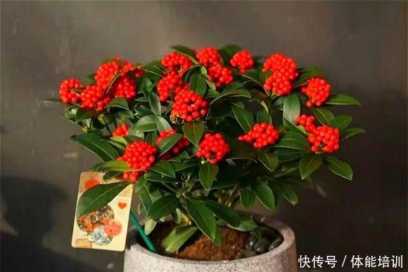 过年买花就选这“4种”，花名自带“鸿运”，寓意“好运连连”！