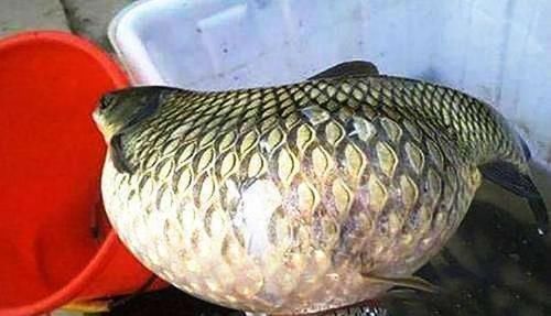 肉身|这5种鱼别再买给孩子吃了,不仅没营养还影响健康,你选对了吗?