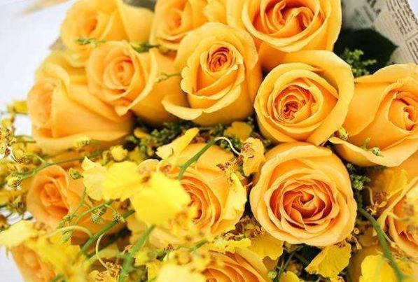 喜欢菊花，不如养盆“优良玫瑰”金香玉，花开金碧辉煌，高贵优美