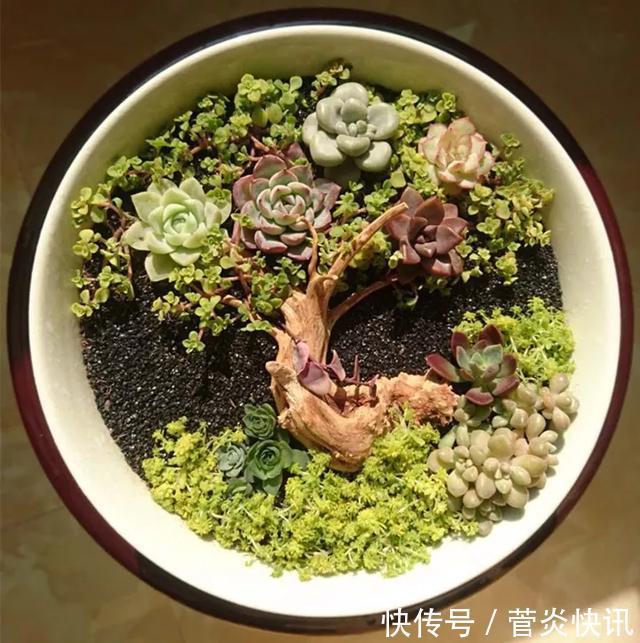 灵感|多肉拼盘玩一次就上瘾,这些创意拼法,你一定喜欢