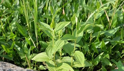 生长在水田边，请别当杂草除掉，俗称“脚气草