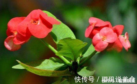 观赏价值|4款花超漂亮的,四季开花,观赏价值高,太美了