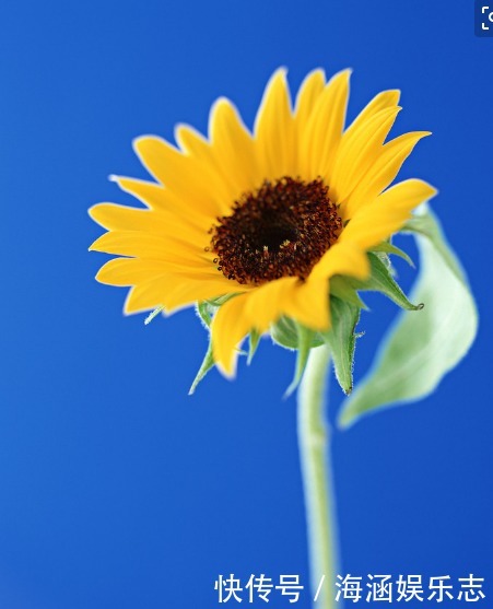 爆盆|晒不死的花卉,夏季“王者”,越晒越能爆盆的盆栽!