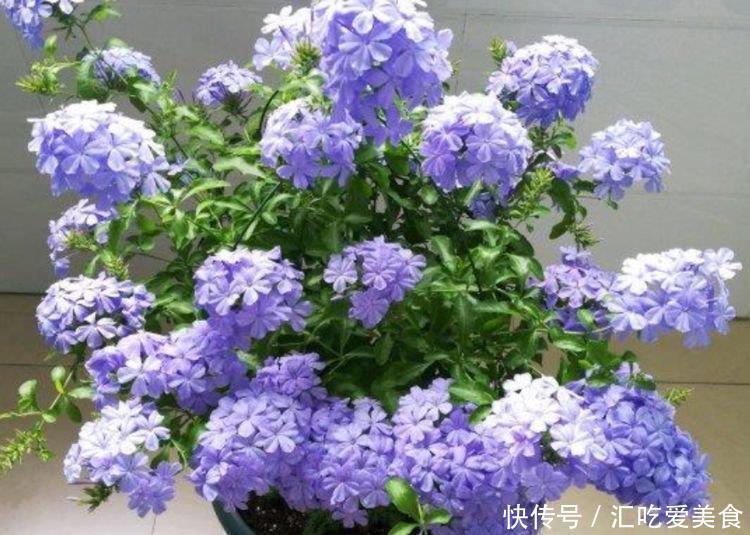 “4种花”最适合春天养,开花多又美,满屋飘香,天天好心情!