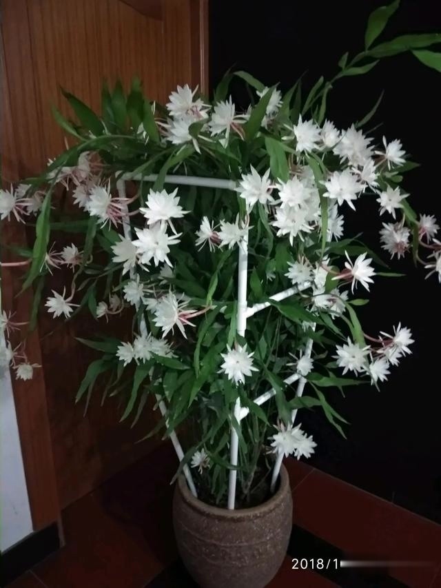 夏天这8种花不用买,叶子丢进花盆里,嗖嗖长白根