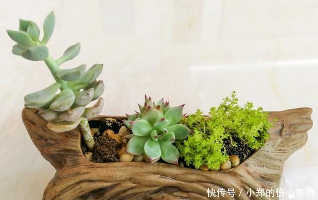 养花尽量不要养多肉！要不然你的生活就会变成这样