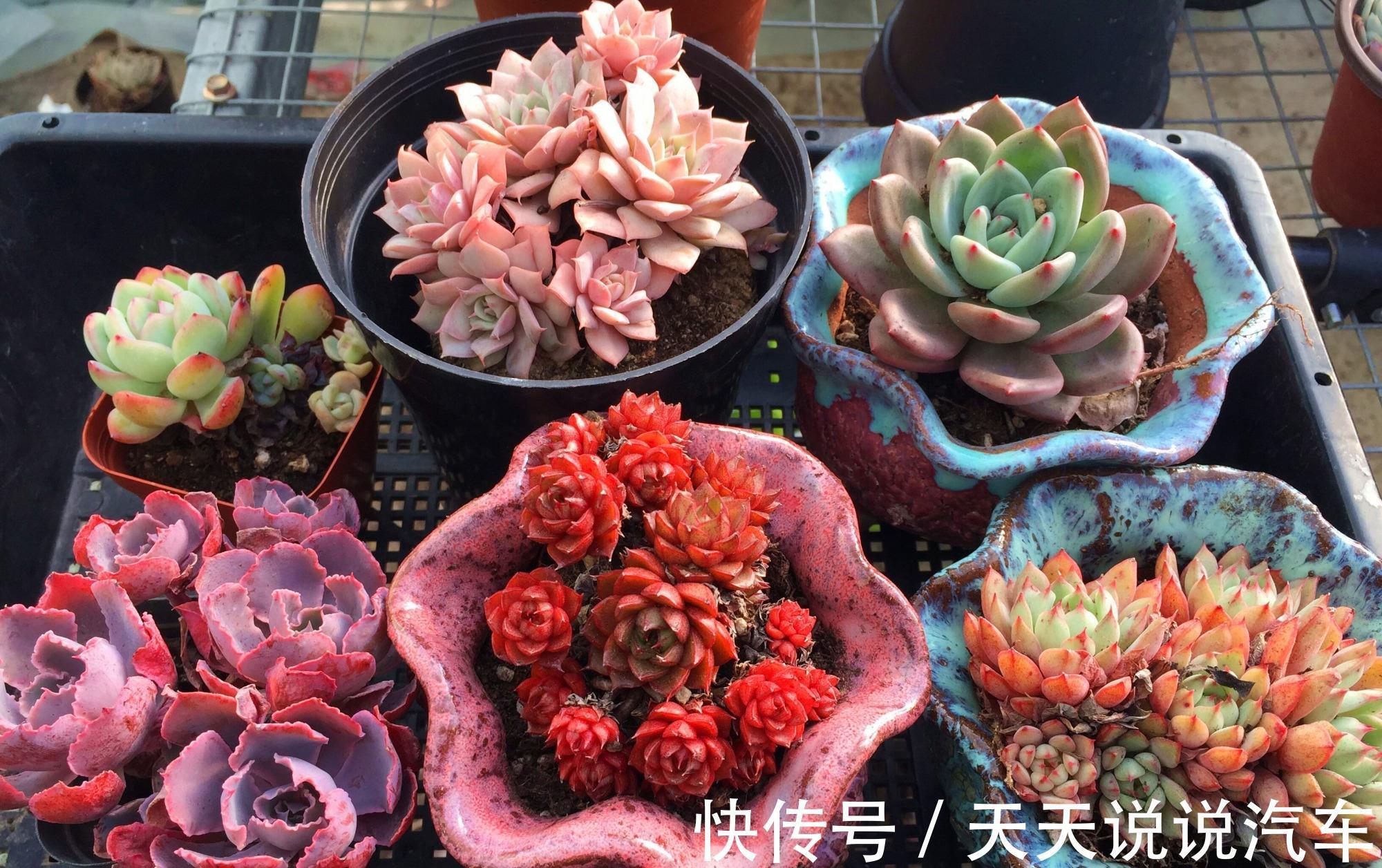 7种花,天冷要“静养”,少水断粮多晒晒,长得更健壮