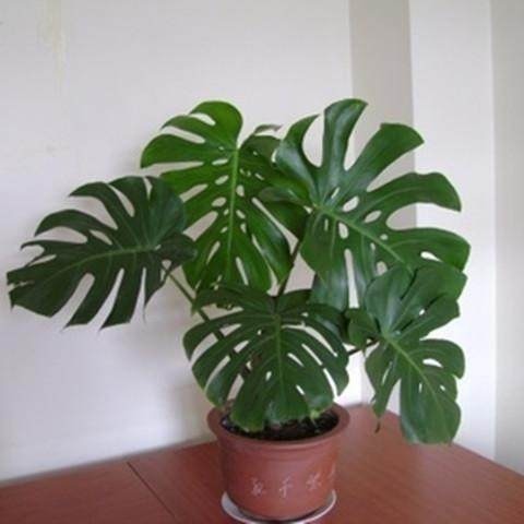 这6中“招财镇宅”的花卉!有钱人家里都养“它们”!好看又精致