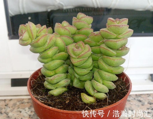 4种“有钱”的花,越养越有钱,家家必备,鲜花开花时间任你选