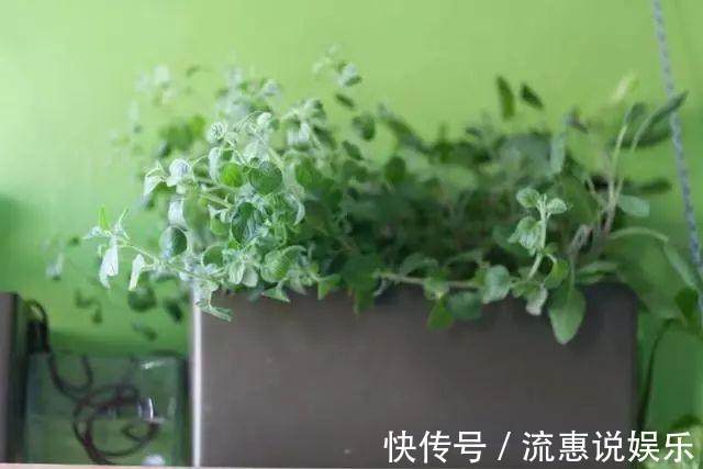 栽培|家里种上这些可食用的香草，一年都可以吃不停，调料钱都能省了！
