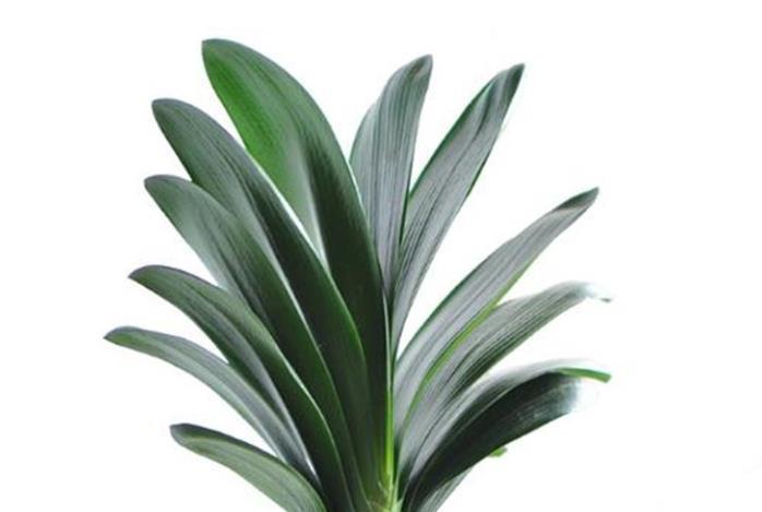 养君子兰要先养好根,三种东西养根又护根,多年经验积累