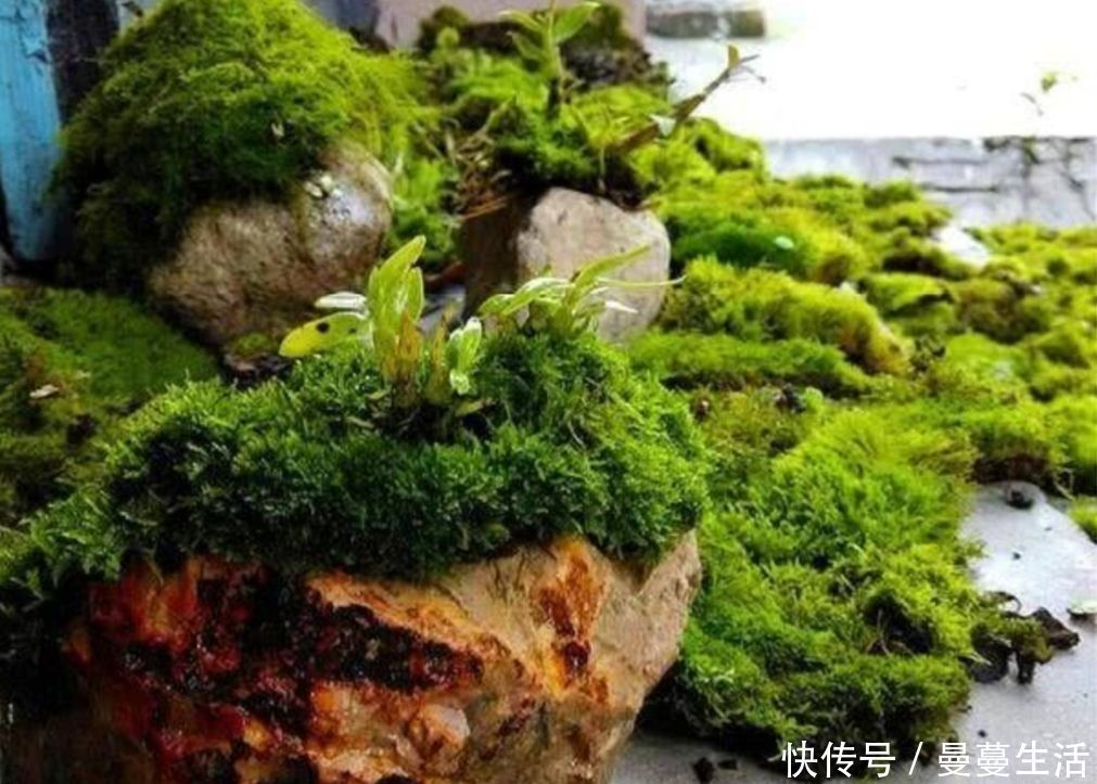 盆面|2种简单的方法,让盆景里长出绿油油的苔藓,漂亮又美观