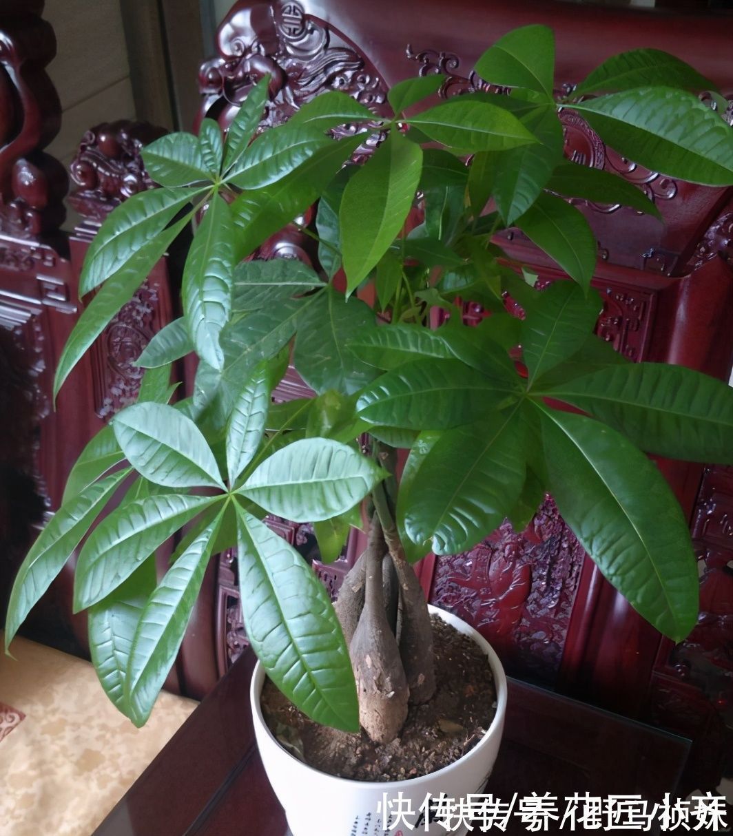 伴侣|家庭常见的喜酸性花卉，调酸补铁要定时，“醋”是很好的伴侣