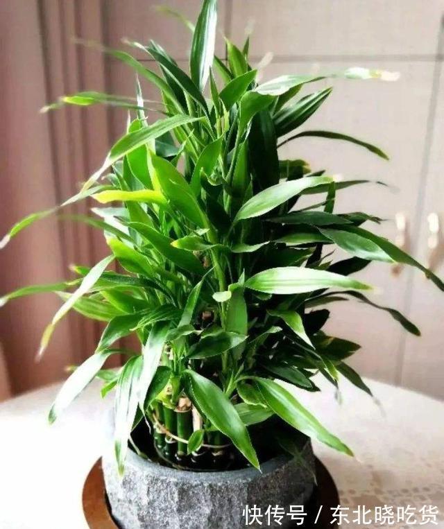 人养花,花亦养人,能促进“睡眠”的9种花,卧室再小也要养