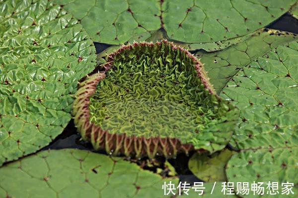 初生叶|长在水里的农村美味，全株生刺，却不知有很多作用，吃过吗