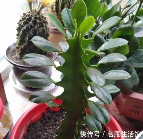 盆栽多肉植物别养它们,外表靓丽、茎叶藏毒,对孩子、宠物不利