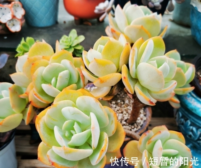 如果不说是白凤，大家能认得出来吗？控养的白凤，完美逆袭