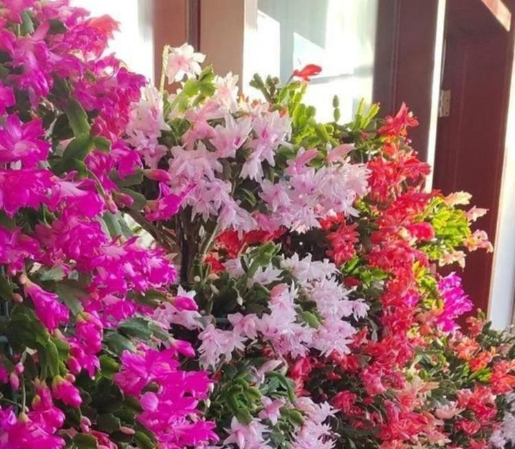 太阳花|4种花现在养刚刚好，开花很漂亮，浇水就疯长，夏季也能疯长不停