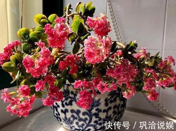 植物|秋养长寿花、蟹爪兰,3方面打好基础,9、10月就能嗖嗖开花