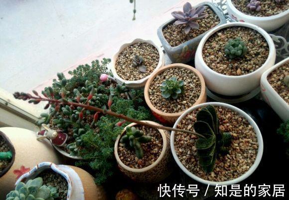 呆萌可爱|一款叶子对半长，形似元宝的多肉，看着呆萌可爱，打理真省劲