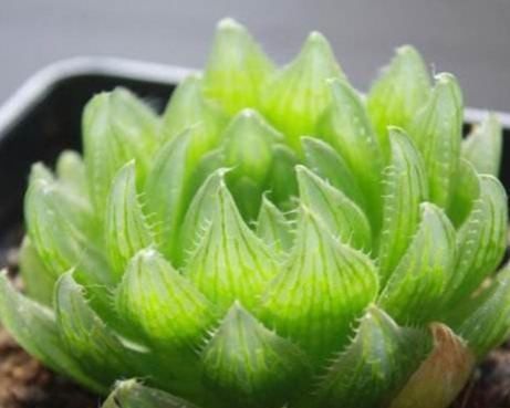 此花是晶莹剔透的水晶,叶子颜色翠绿发光,开朗活泼,非常独特