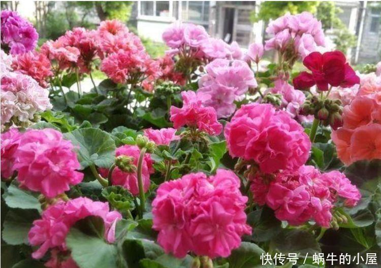 4种花仙气飘飘,花朵十分迷人,散发阵阵花香