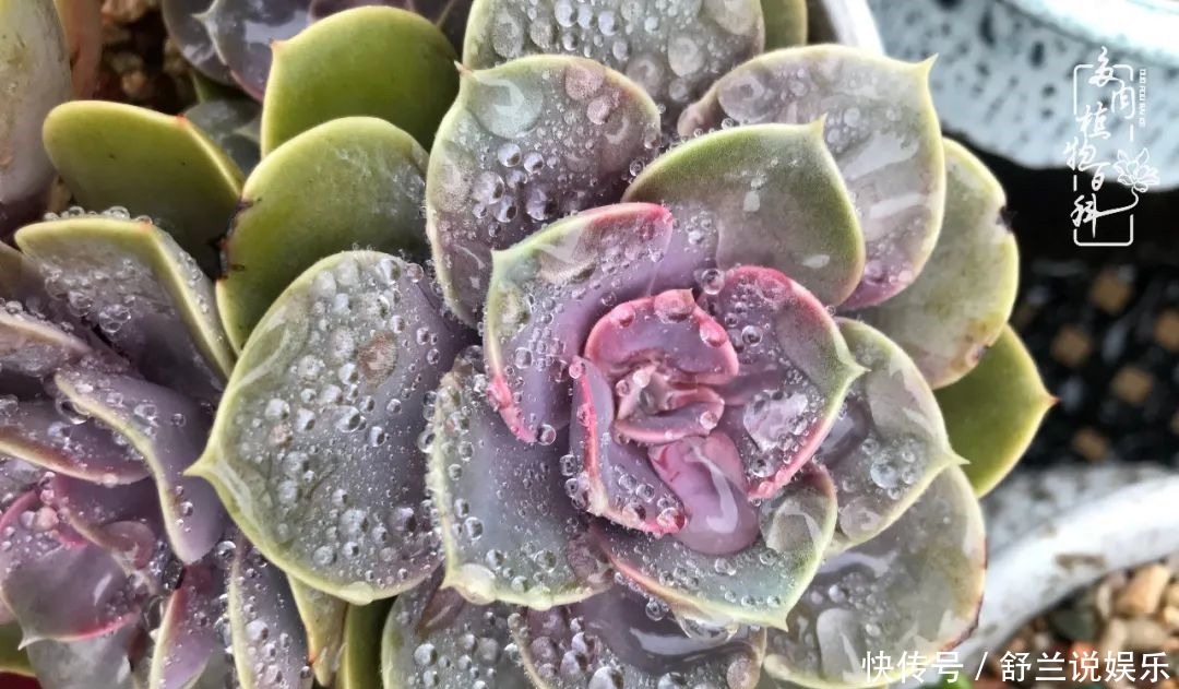 楼顶的多肉,让我的生活无意间打开了一个新世界!