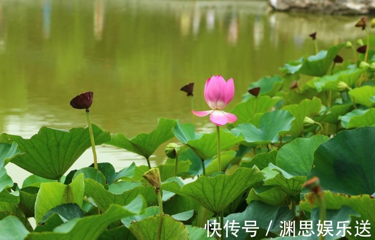 儿子|生了儿子就会享儿子福的三大生肖女！早年辛苦，晚年过的幸福！