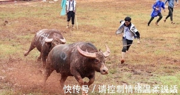 吃肉|为何人类每天吃肉，但却很难长肌肉，而牛只吃草却拥有一身肌肉？