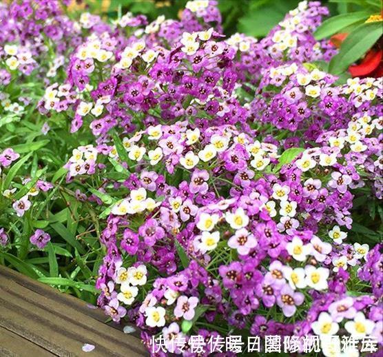 米兰花|5种“香水花”，妖娆又艳丽，家里养一盆，比香水都好闻