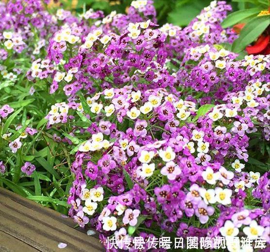 5种“香水花”,妖娆又艳丽,家里养一盆,比香水都好闻