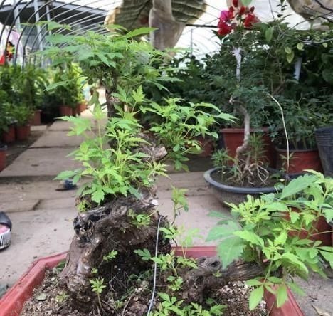 乡下一种“柴火木”,年年砍不绝,如今做成高档盆景,很受人欢迎