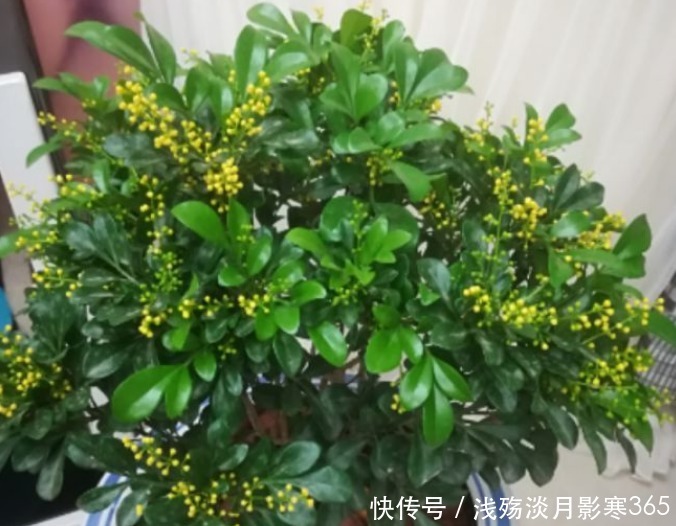 3种花“快入盆”,插土里就活,1盆轻松变10盆,夏天就开花!