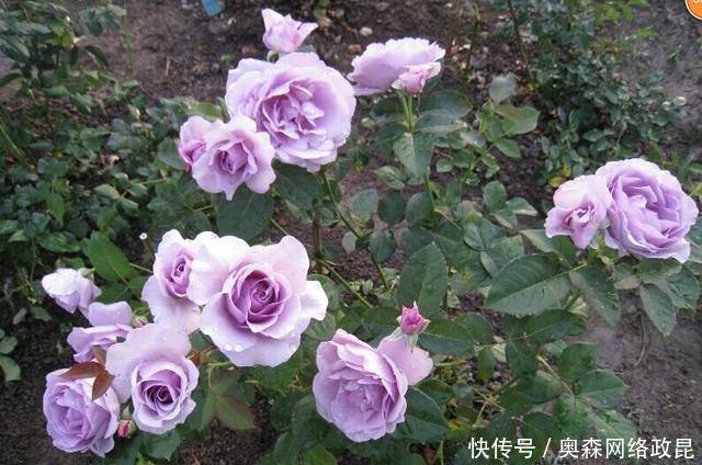 阳台盆栽佳品—浓香型月季，养护容易，四季开花，一卉能熏一室香