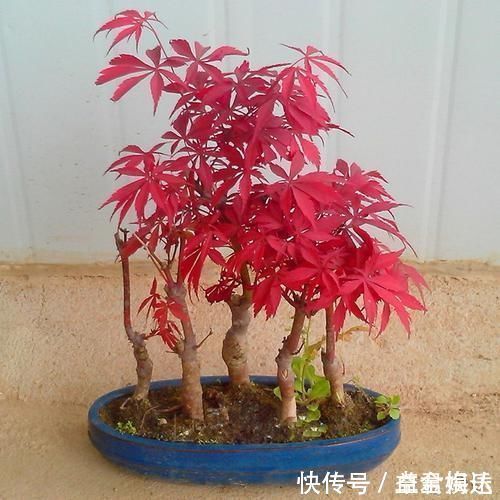 盆栽|老祖宗传下的手艺,用树桩做盆景,极其珍贵,还不来一盆