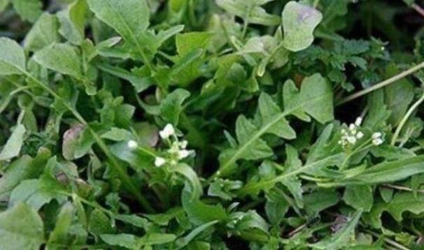 补血|春天里常见的4种野菜,预防三高,补血清热,喜欢喝酒吃肉要多吃