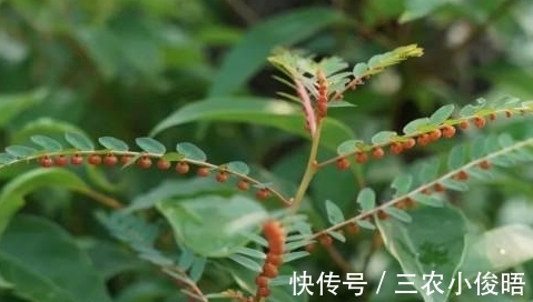 一般人|农村一种不起眼的野草,一般人不认识,在药店要几十块一斤