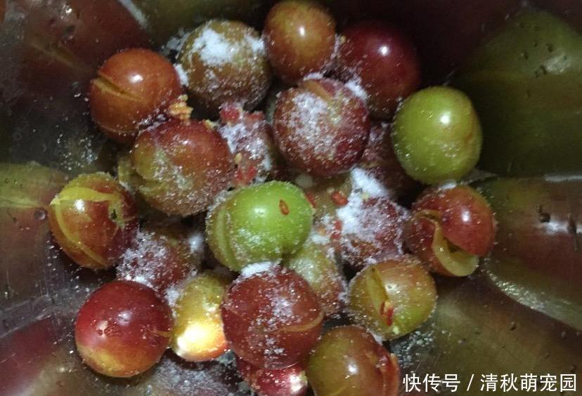 李子皮|五月初,很多老人挑着担子卖它,用辣椒粉腌一会,让人直咽口水!