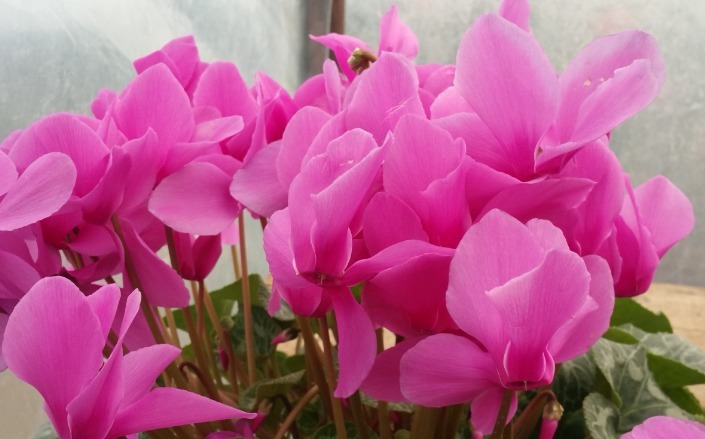 喜欢菊花,不如养盆“盆花之王”仙客来,花繁叶茂,色彩鲜艳