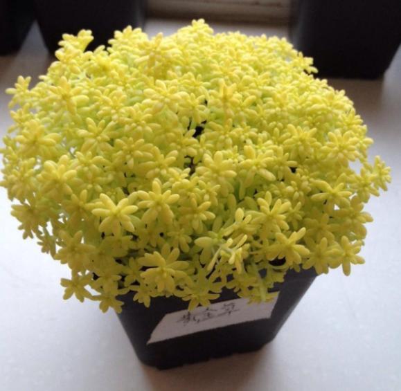 见阳光就疯长的“多肉”植物,“黄金万年草”好看易爆盆