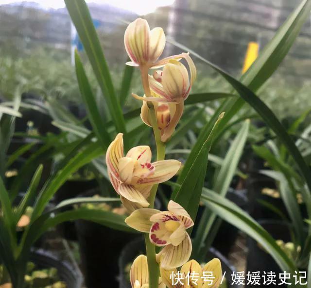 她养的兰花四季常开,艳丽又多姿,网友选对品种很重要