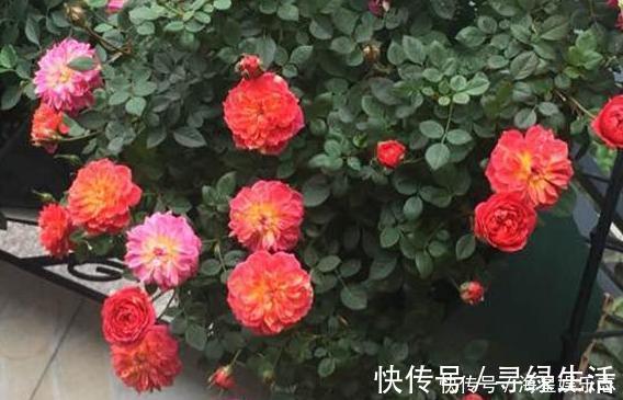 品种|喜欢养花就盆栽月季，此款花期长、易爆盆，一株苗开出多色花