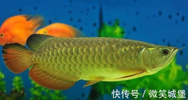 男子8000块买了条金龙鱼,回家扒开嘴巴一看,乐得一夜没睡着